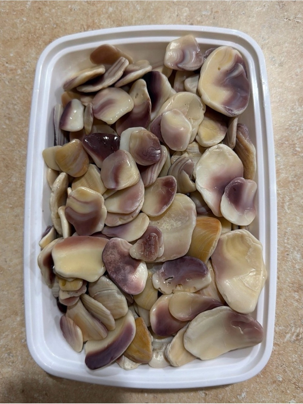 Wampum Shells